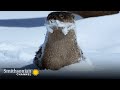 River Otter Survival Strategies