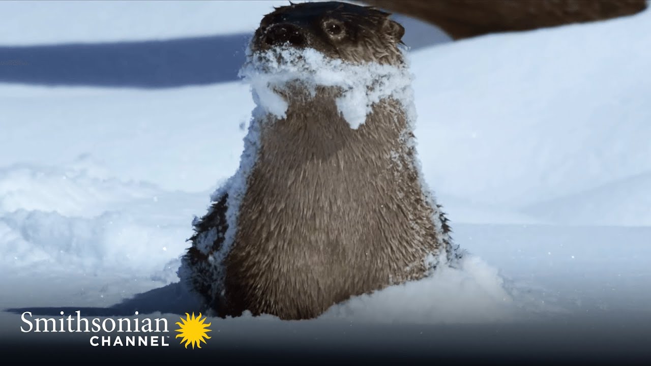 This River Otter is Bracing for a Harsh Michigan Winter ❄️ Smithsonian Channel