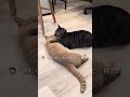 先住猫が後から来た猫を食べてるので様子見してたら…www