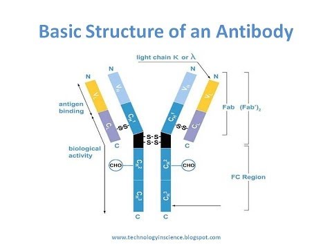 Antibody purification Methods