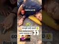 😱 “Nisha Maharana Roast – ଏତେ Savage ଆଗରୁ ଦେଖିନଥିବେ!”#shorts#NishaMaharana#OdiaRoast #FunnyRoast