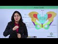 Locomotion and Movement  - Pelvic girdle (Hindi)