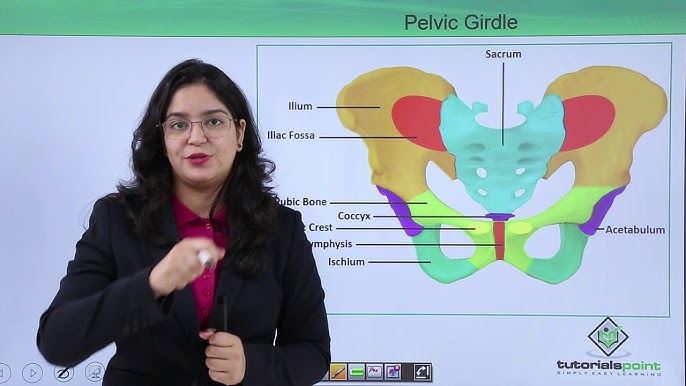 7.1 detailed pelvic bone Diagram