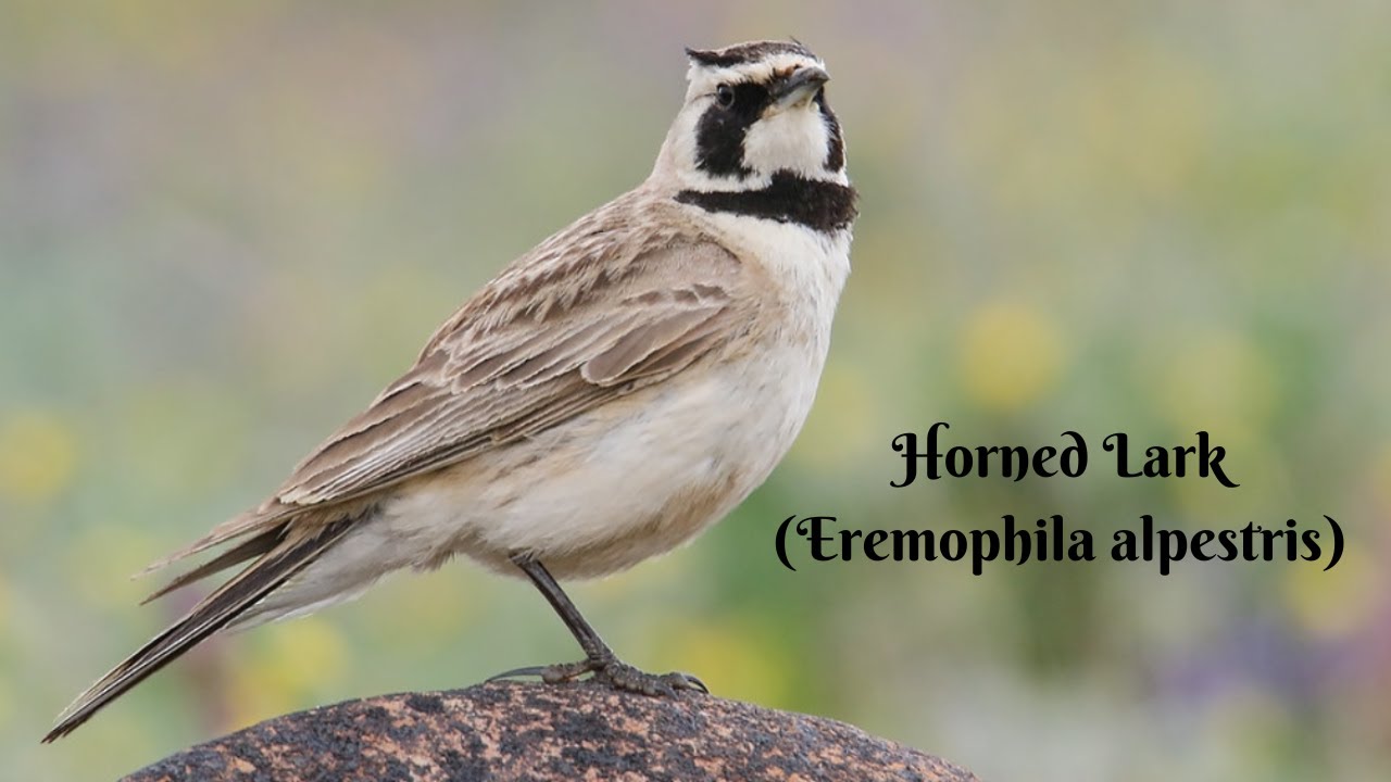 Horned Lark (Eremophila alpestris) - Shore Lark - Fülespacsirta / Cotovia-cornuda / Berglärka