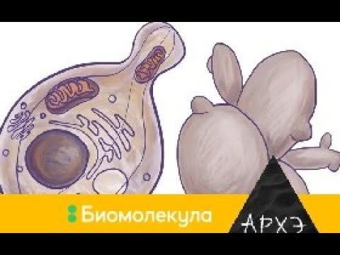 Дмитрий Кнорре: "Пекарские дрожжи   живые пробирки"