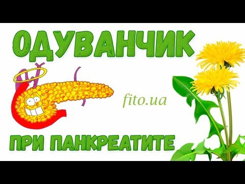 Одуванчик лекарственный при панкреатите: свойства, польза, применение.