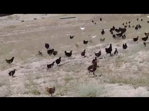 شاهد 5 آلاف دجاجة مدر بة تتصد ى للجراد في إقليم شينجيانغ الصيني