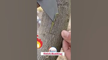 Patch Budding