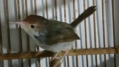 Prenjak Lumut Betina Gacor || Pancingan Prenjak Lumut Jantan nyaut Bunyi