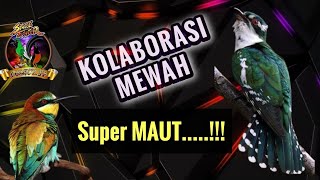 MASTERAN Burung Kecil, Roll Tembak, Kolaborasi Mewah ‼️ Super Maut