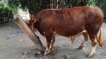 Sapi Calon Kontestan Ngamuk Saat Gambul - Patok Besarnya Sampai Roboh