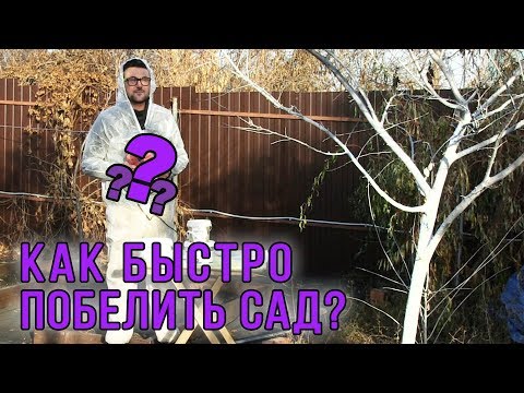 Побелить сад можно за 10 минут! Как и когда белить сад?