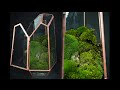 🌿 Mini terrario de musgo - Terrarium DIY