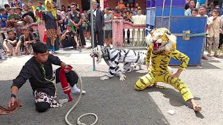 Macanan Bantengan Putro Taruno Ronggo Wijoyo terbaru