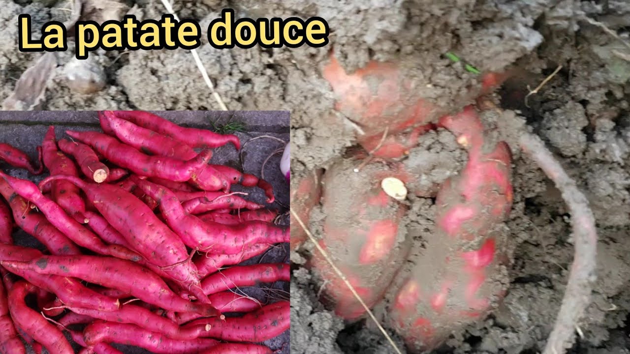 Récolte de la patate douce en région froide 2021 YouTube — free download