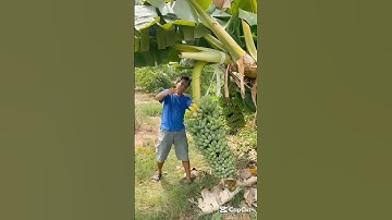 Thu hoạch buồng chuối quá nhiều quả