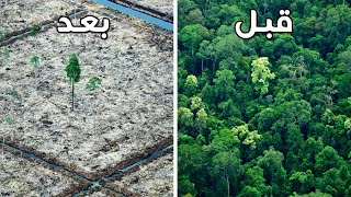 اعرف اكثر | عملية ازالة الغابات وتأثيرها على كوكبنا - Deforestation - المناخ 101