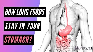 How Long Foods Stay In Your Stomach?