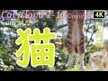 猫 ジャズ 1st 10th 総集編3時間 猫歩き 癒しの猫島 猫も子猫も仲良く一緒 Cat Island In JAPAN Omnibus Japan S Paradise Cat Island 猫 ジャズ 1st 10th 総集編3時間 猫歩き 癒しの猫島 猫も子猫も仲良く一緒 Cat Island In JAPAN Omnibus Japan S Paradise Cat Island