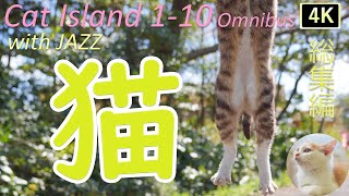 【猫×ジャズ🐈1st~10th 総集編3時間】猫歩き 癒しの猫島 猫も子猫も仲良く一緒 Cat Island in JAPAN Omnibus. Japan’s paradise cat island