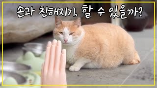 How do stray cats react to models of human hands?