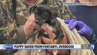 Firefighters save puppy from fentanyl overdose