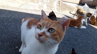 【猫島の旅】 馬島の猫の集会所にお邪魔してきました。