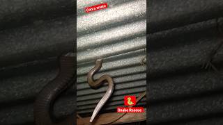 Cobra Snake Rescue