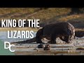 The king of lizards  the komodo dragon  1000 days for the planet  documentary central