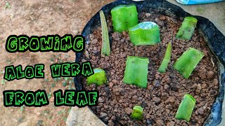 Growing aloe Vera from leaf cuttings | planting aloe Vera leaf experement