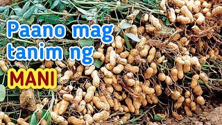 Paano magtanim ng MANI Step by step