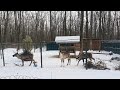 ФЕЛЬДМАН ЭКО-ПАРК ЗИМОЙ🌲❄🌳ПРОГУЛКА ПО ЭКО-ПАРКУ🙂