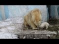 Новосибирский зоопарк Медвежонок ужинает с мамой