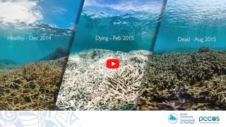 Ocean Science Fact: What is Coral Bleaching?