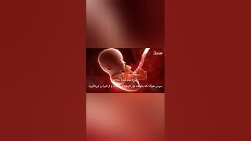 مراحل خلقت انسان | سوره نحل با صدای قاری عمر هشام العربی