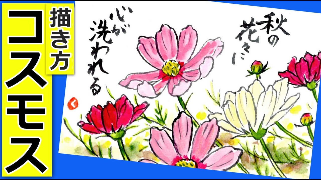 まとめ コスモスの絵手紙作品画像 22点 秋の花の絵手紙イラスト 秋桜 絵手紙教室くぼ田