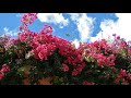   beautiful flowers  bougainvillea  music  nicos ignatiadis  gardenia   