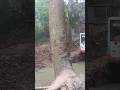 because it was dangerous, this big tree was cut down #shorts #treecutting #woodworking