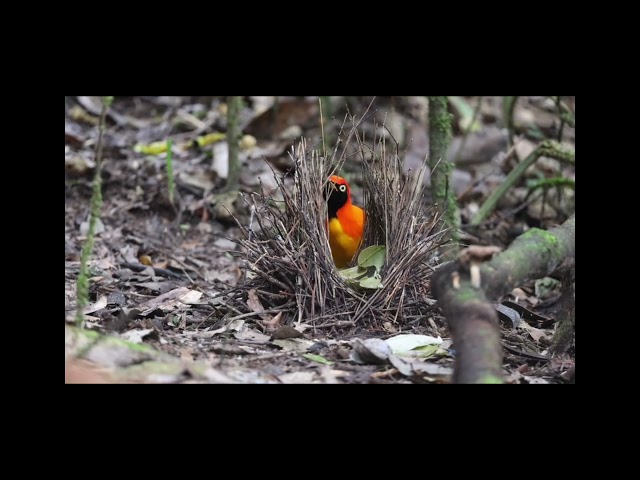 Masked Bowerbird Sericulus aureus