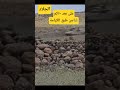                                                                                                      نجومي