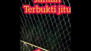 Suara pikat burung mandar batu andalan saya