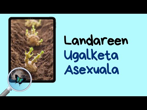 Landareen ugalketa asexuala