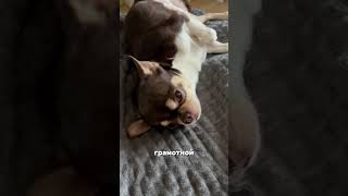 Хотите завести чихуахуа ?  217883800