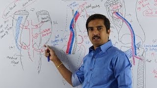 Lower Limb Anatomy  Popliteal Fossa  Dr G Bhanu Prakash