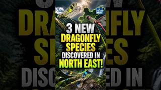 3 New Dragonfly Species Discovered in India | Northeast Biodiversity | UPSC | NEXT IAS