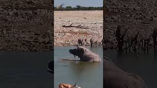 Elephant Takes a Refreshing Bath at Okaukuejo Waterhole