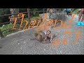 Тайланд #7.1 | Гора обезьян и обзор Тайской дороги!!!