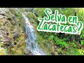 Si crees que Zacatecas solo es desértico mira este video || Cañón de Juchipila