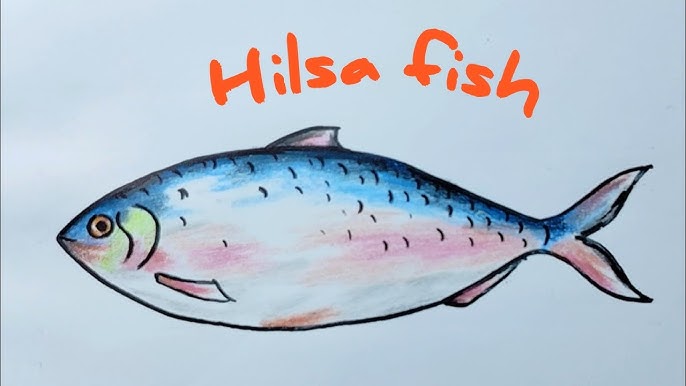 Drawing Tutorial: Draw a beautiful hilsa fish using pencil. — Steemit