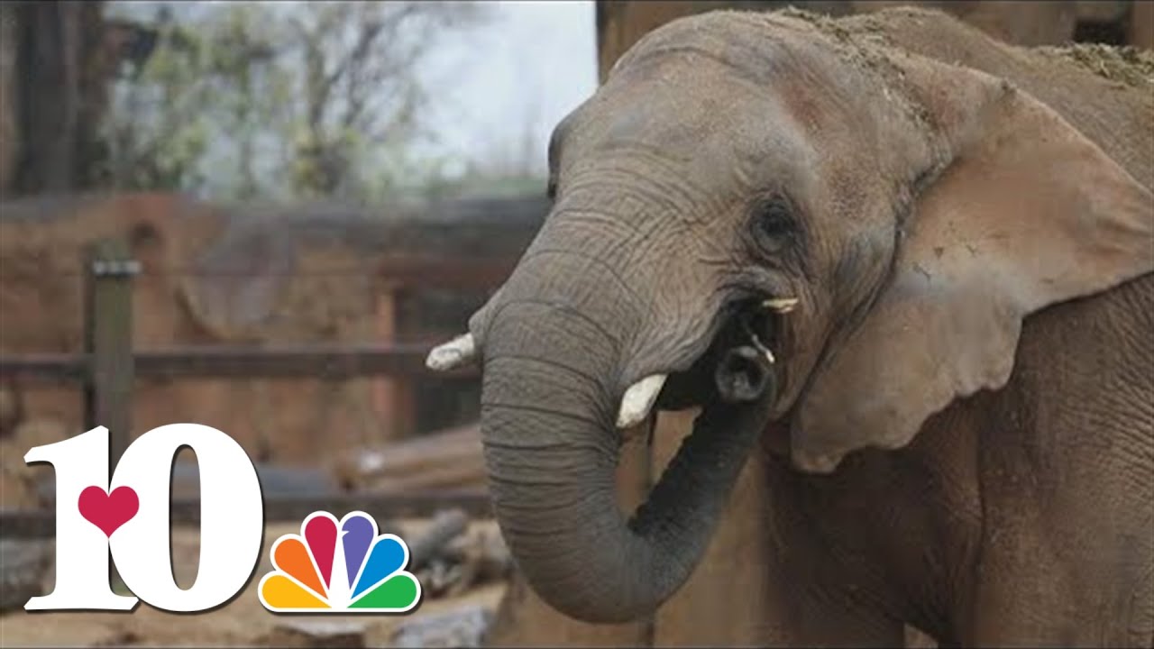 Zoo Knoxville to move its 3 elephants to sanctuary in Middle Tennessee